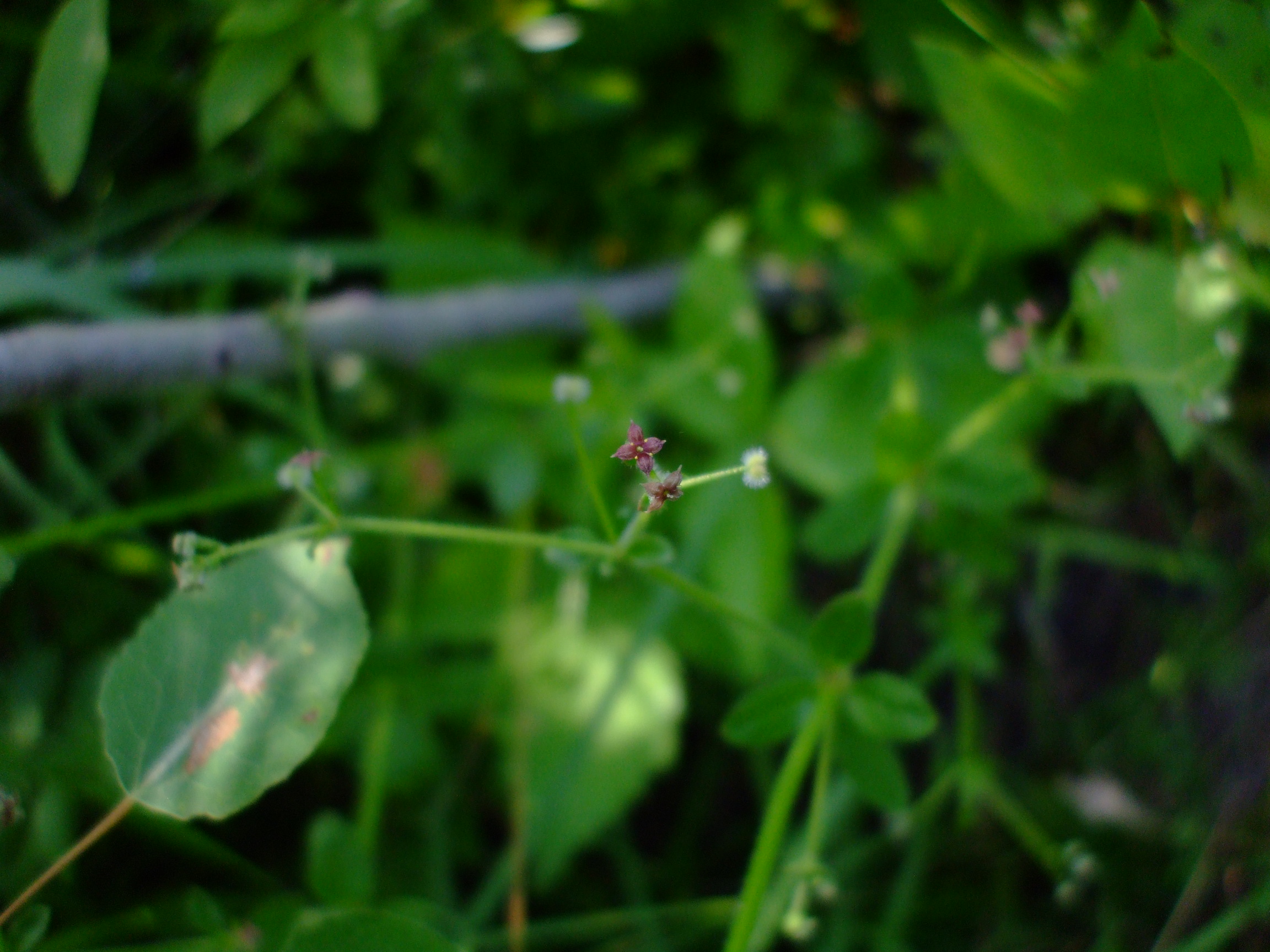 Galium pilosum